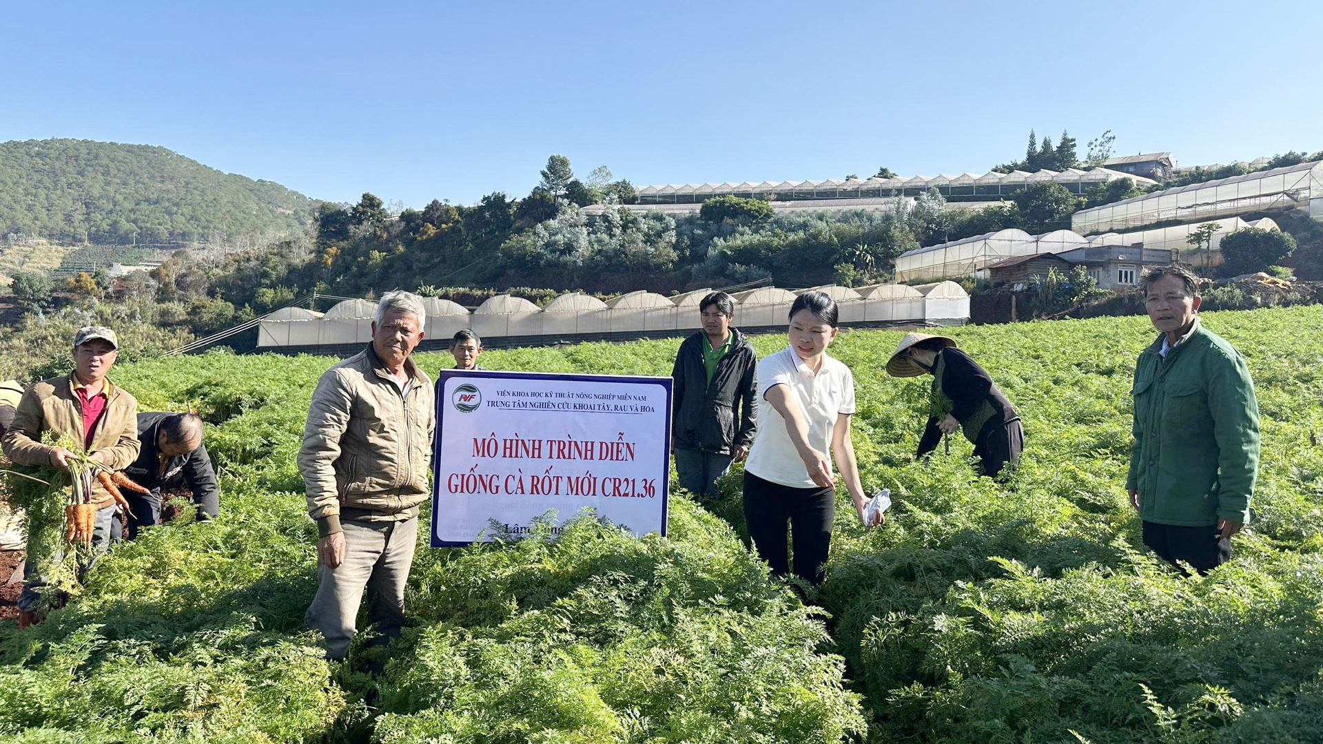 La variedad de zanahoria CR21.36 cultivada según el modelo de demostración en la comuna de Xuan Tho, ciudad de Da Lat, tiene una eficiencia económica entre un 18 y un 25 % mayor que el cultivo de variedades antiguas.