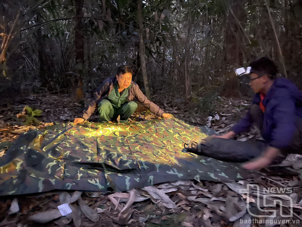 Instalaremos un campamento durante la noche en lo profundo del bosque.