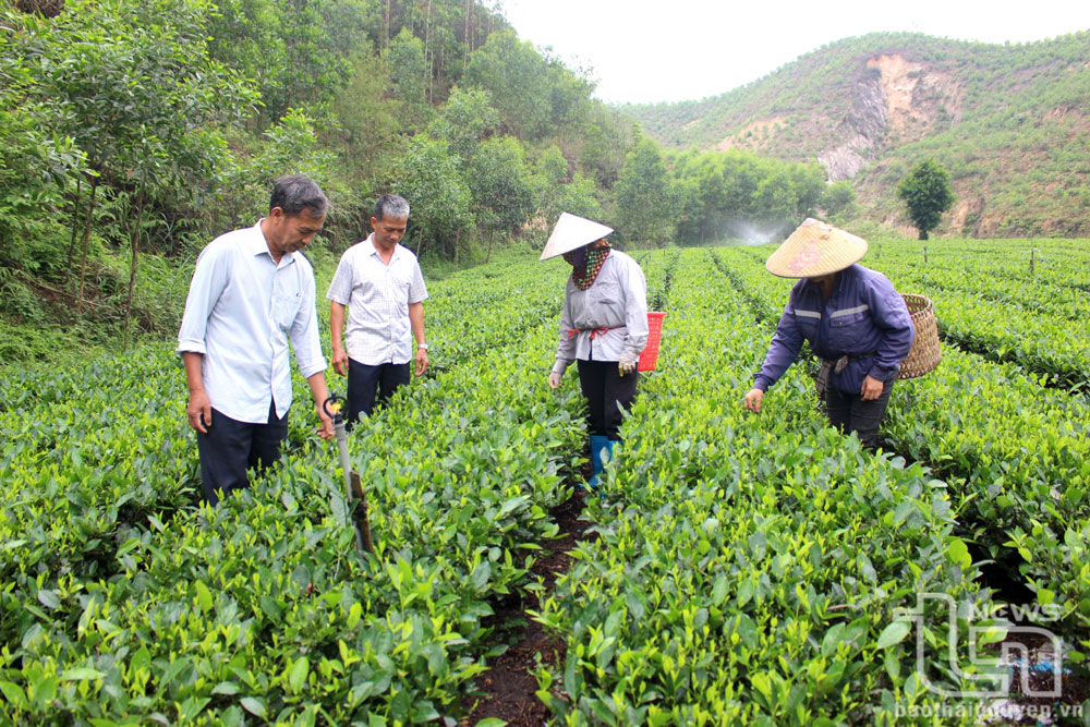 Ông Lý Văn Thu, Bí thư Chi bộ xóm Hòa Khê 1, xã Văn Hán, huyện Đồng Hỷ (thứ 2 từ trái qua) luôn tích cực vận động bà con học hỏi, áp dụng tiến bộ kỹ thuật vào sản xuất.