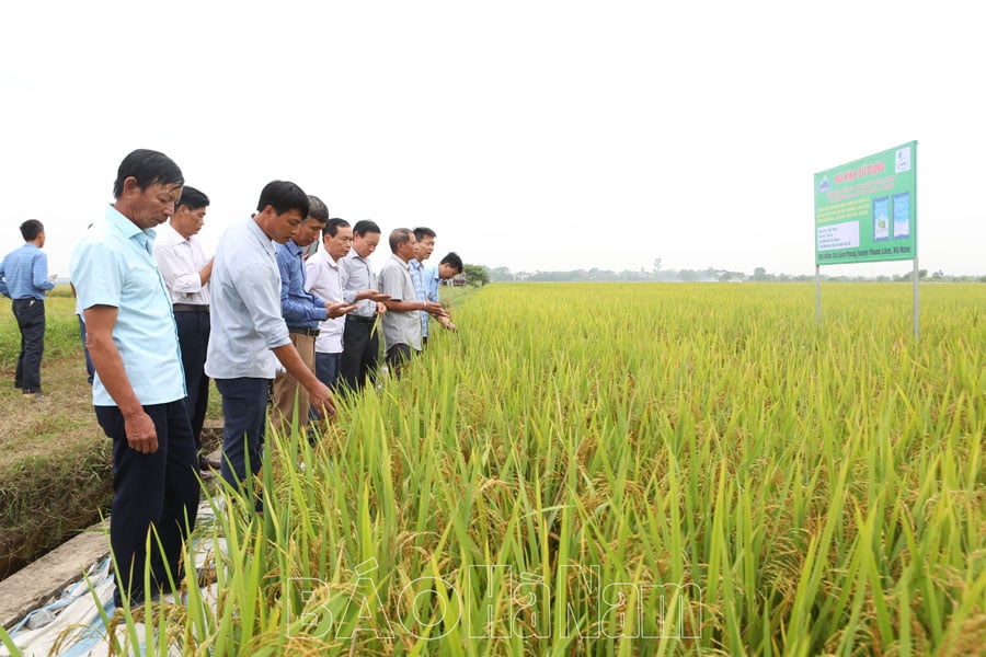 Đánh giá hiệu quả mô hình trình diễn lúa sử dụng phân bón mới