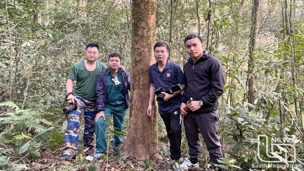 4 periodistas del periódico Thai Nguyen (de izquierda a derecha): Nguyen Ngoc, Duong Hung, Quoc Tuan, Hong Tam junto a un antiguo árbol de té.