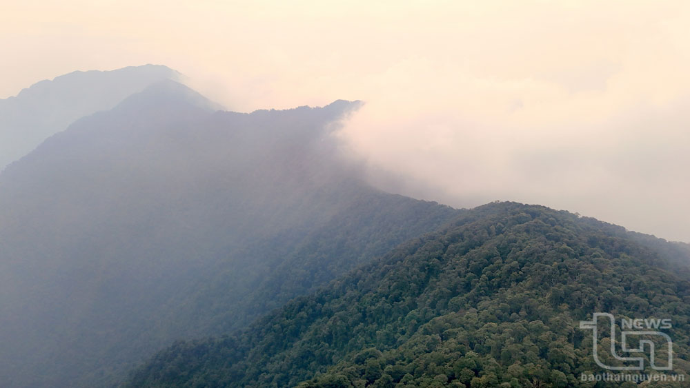El brumoso pico de la montaña Tam Dao se encuentra a más de 1.400 metros sobre el nivel del mar: un lugar que alberga los misterios de las antiguas poblaciones de árboles de té.