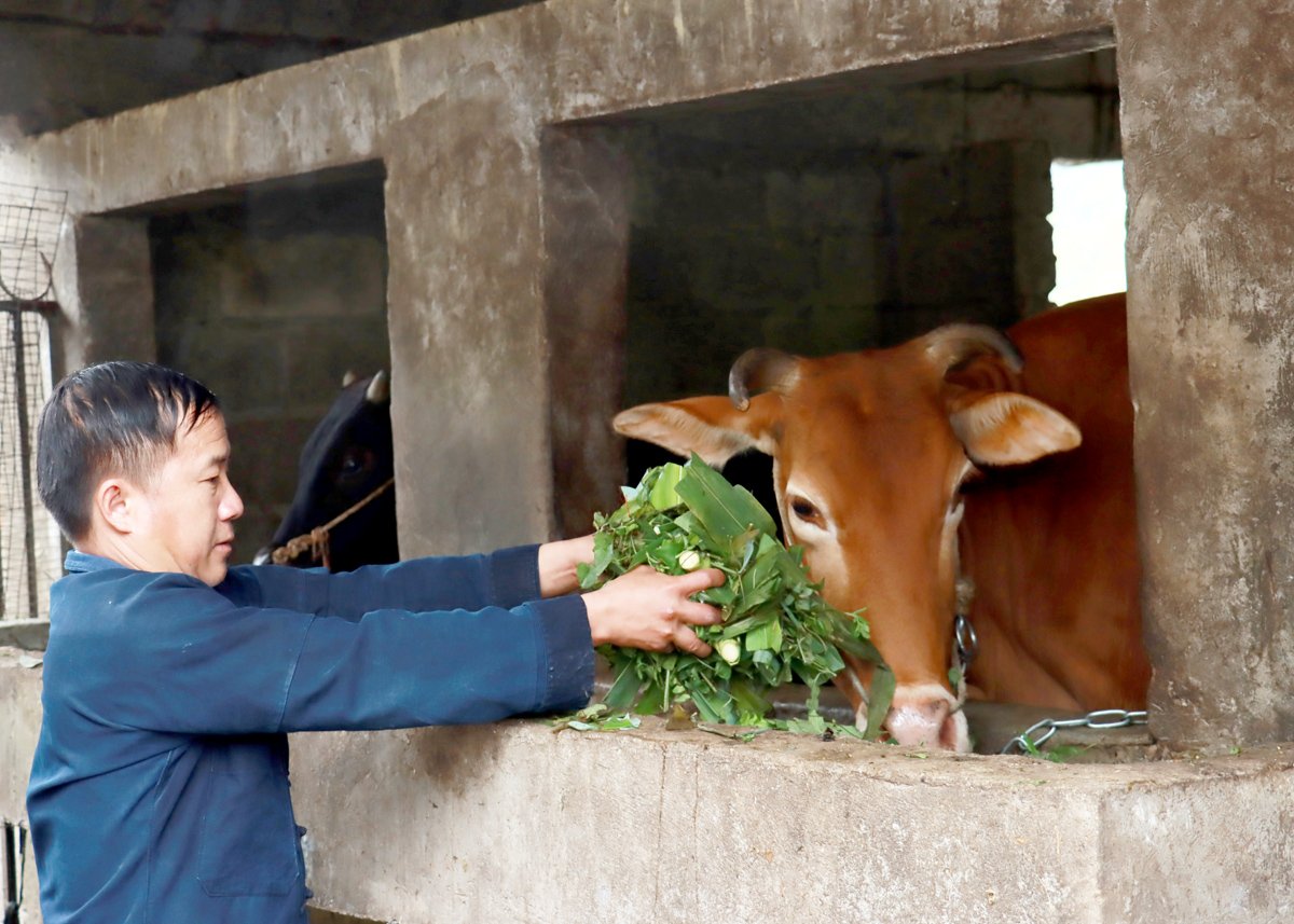 Người dân thôn Há Ía tích cực phát triển chăn nuôi để nâng cao thu nhập.