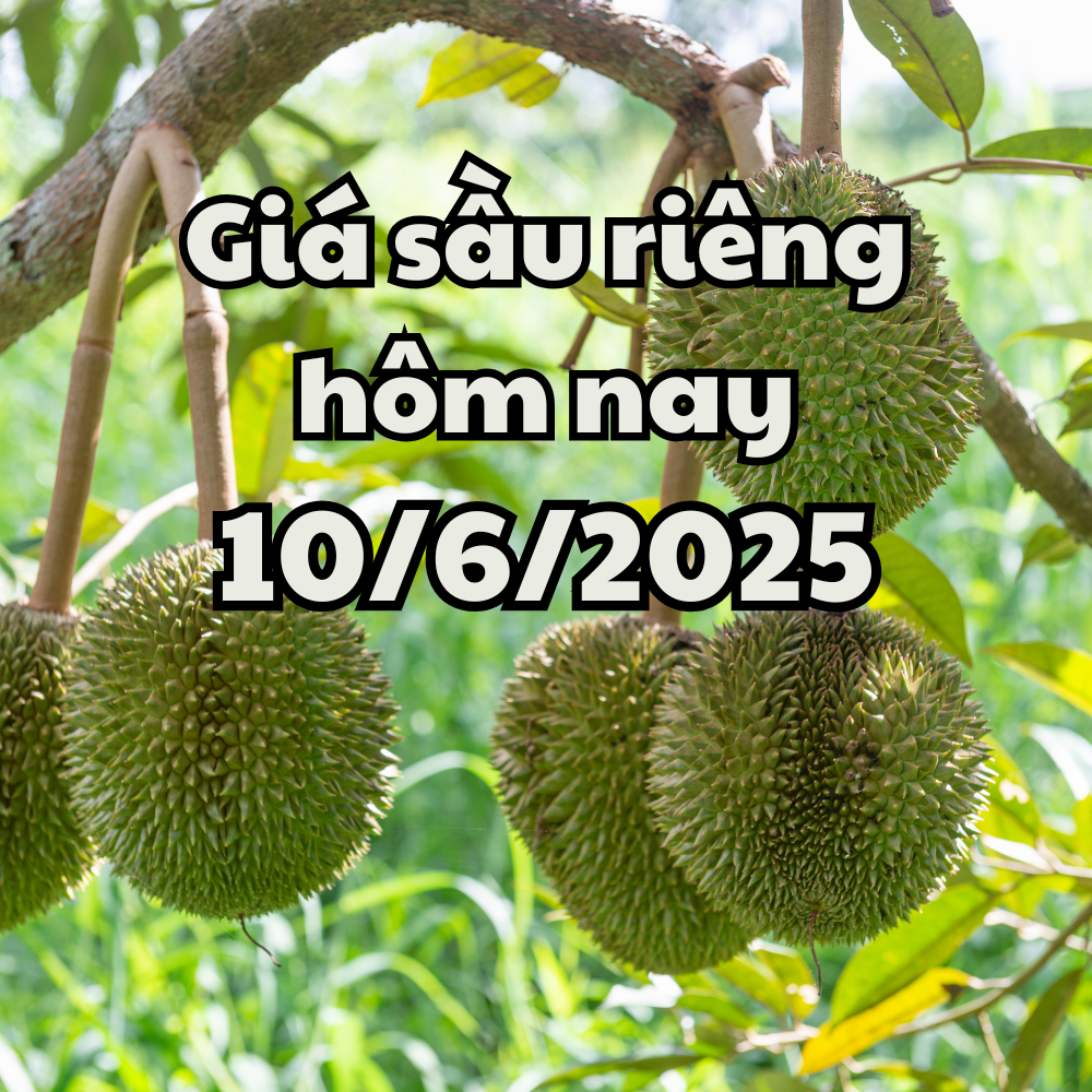 Giá sầu riêng hôm nay 10 6 2025 Ri6 giảm nhẹ, Thái tăng giá
