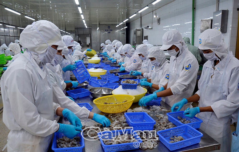 Cà Mau quyết tâm đầu tư đổi mới công nghệ, nâng cao năng suất ở các nhà máy chế biến thuỷ sản trên địa bàn, thúc đẩy tăng trưởng kim ngạch xuất khẩu.