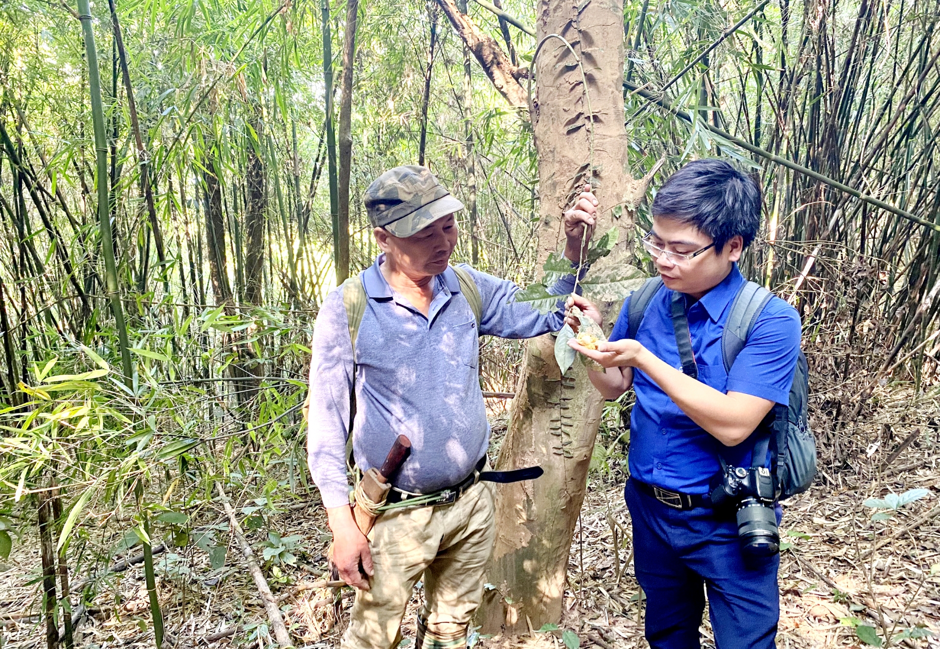 El periodista Quoc Tuan (derecha) junto a un árbol de té centenario en la cima de la montaña Bong, comuna de Minh Tien, distrito de Dai Tu, provincia de Thai Nguyen.