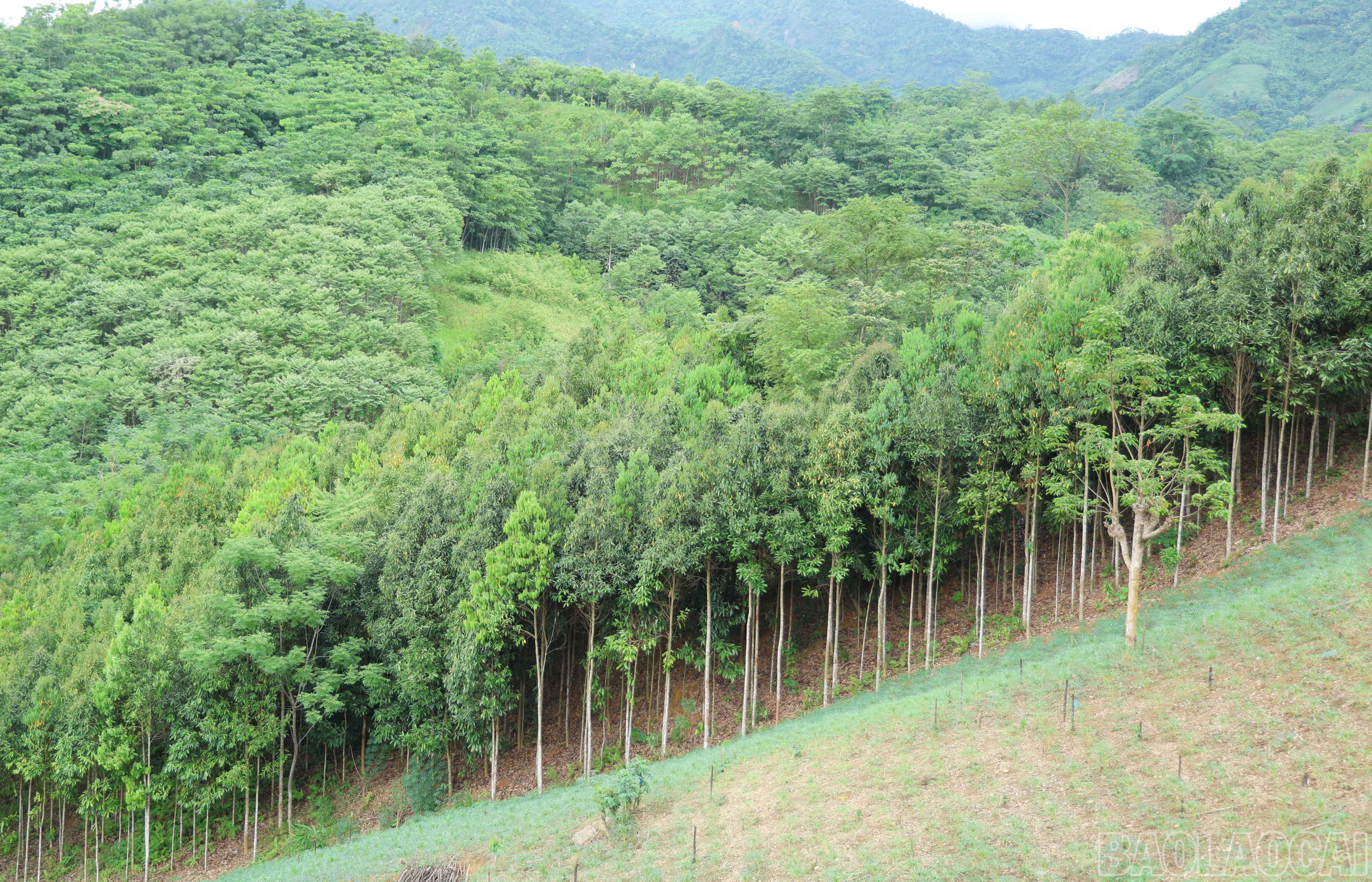 baolaocai-br_5763.jpg