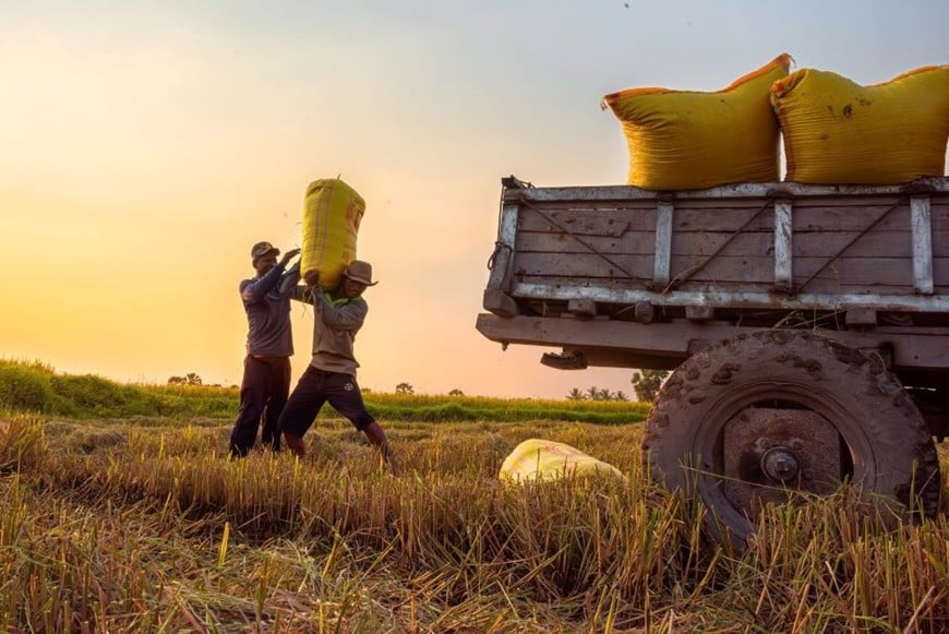 Người dân ở xã Vĩnh Trung, thị xã Tịnh Biên, tỉnh An Giang thu hoạch vụ lúa hè thu. Ảnh: ĐÌNH MINH 