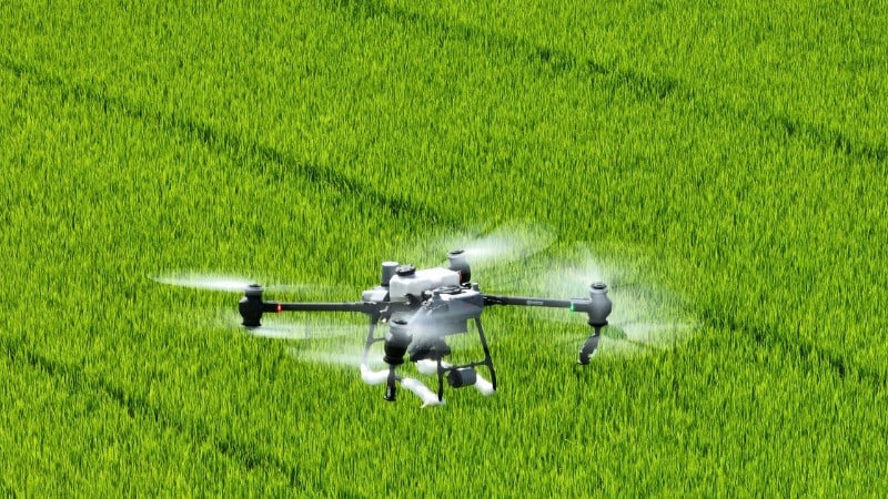Pulvérisation de pesticides pour prévenir et contrôler les ravageurs du riz.