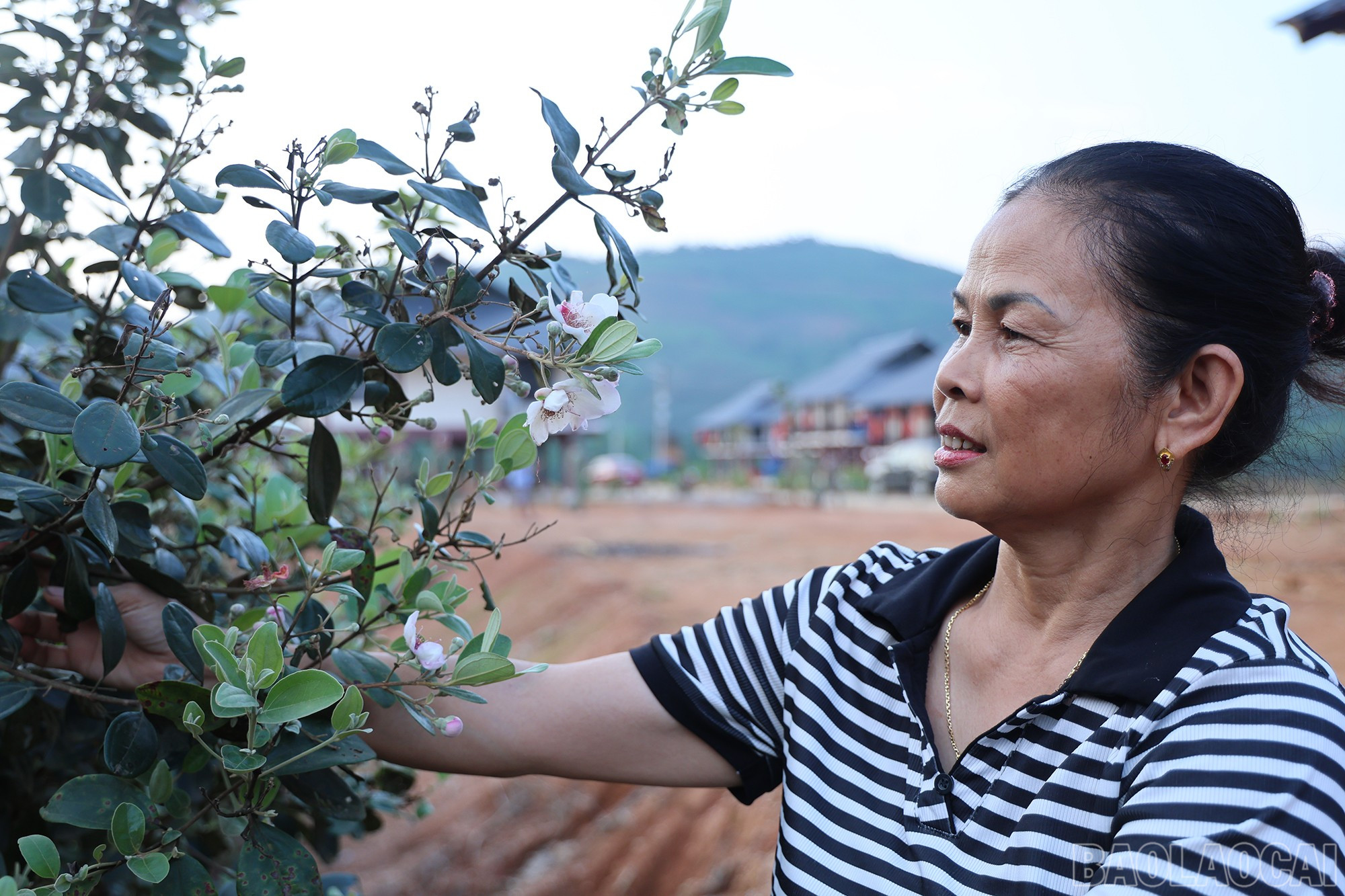 baolaocai-br_img-1507.jpg