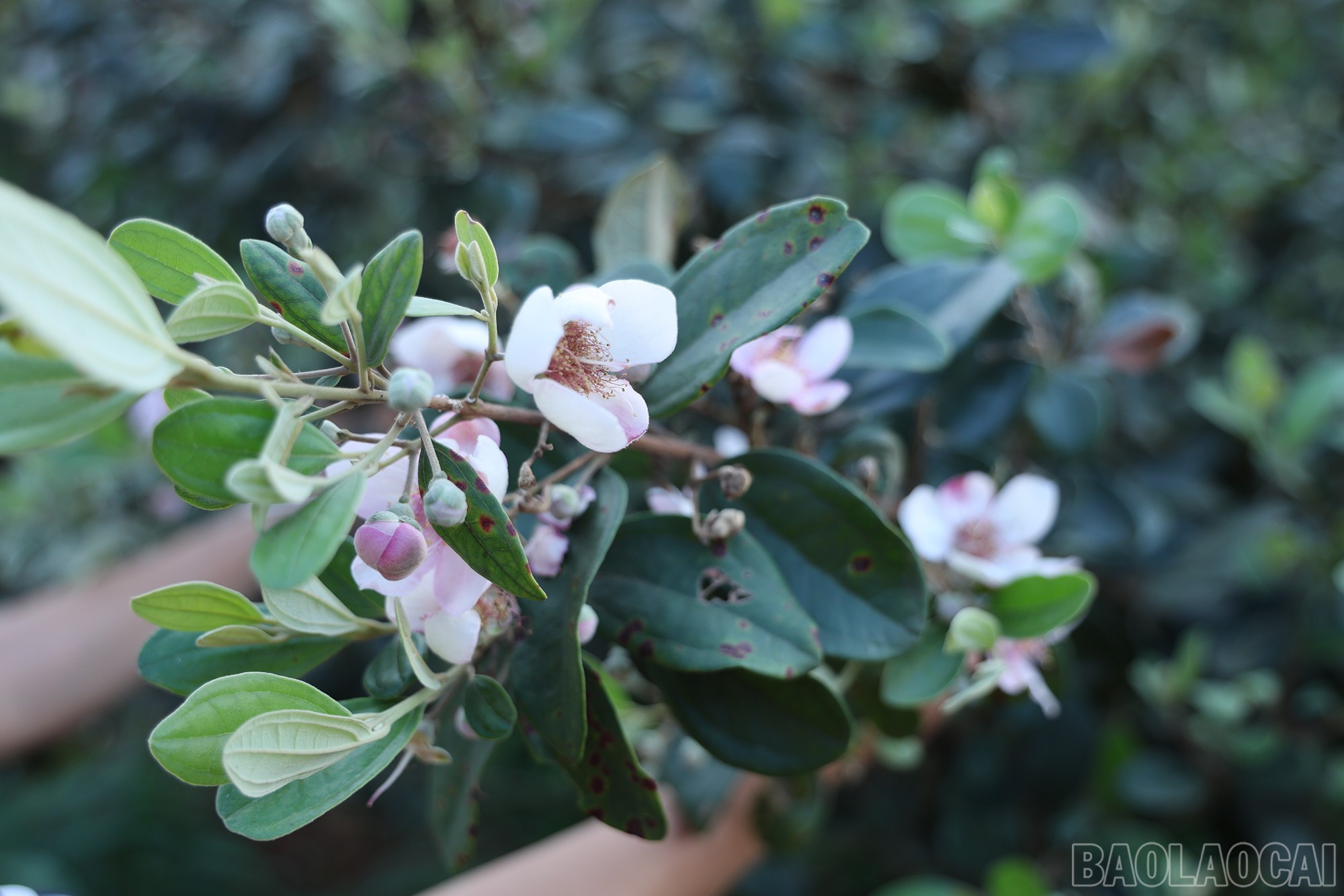 baolaocai-br_img-1496.jpg