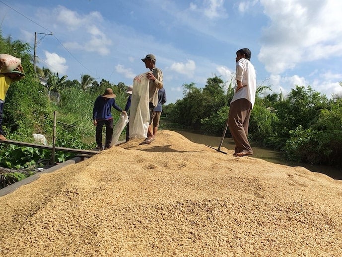 Áp giá sàn, tăng cung tiền để 'cứu' ngành lúa gạo ĐBSCL? - Tạp chí Kinh tế Sài Gòn