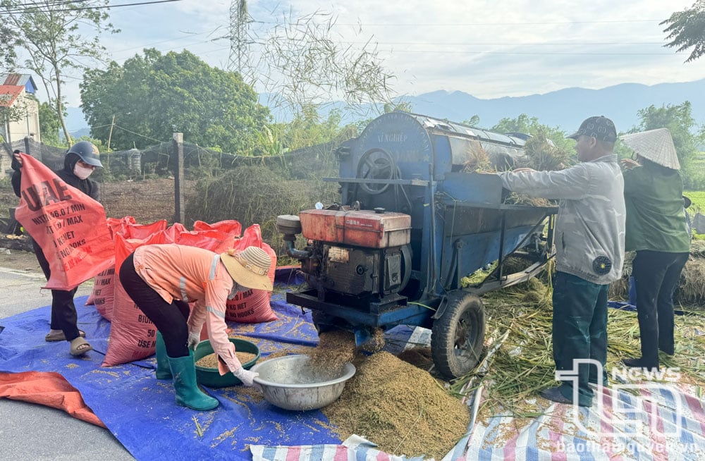 Nông dân thị trấn Hùng Sơn (Đại Từ) thu hoạch lúa xuân, năng suất ước đạt 60tạ/ha.