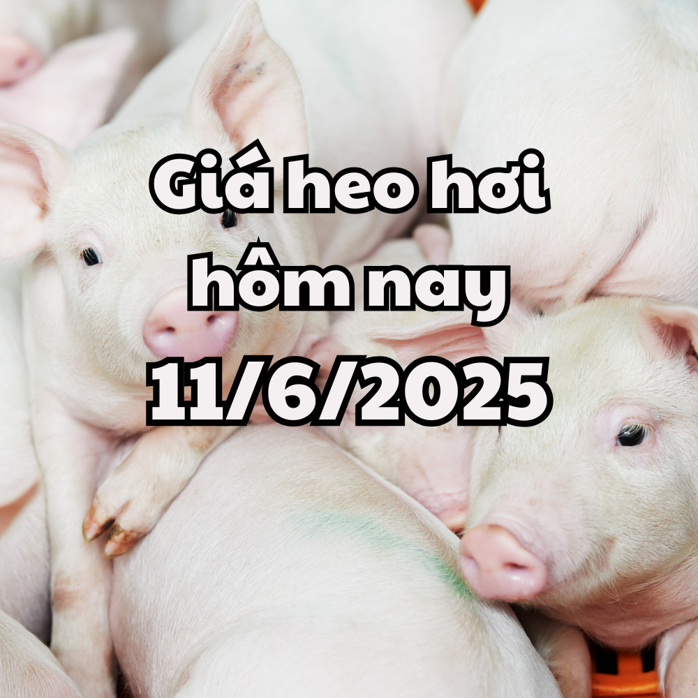 Giá heo hơi hôm nay 11 6 2025 Miền Trung và miền Nam tiếp tục giảm sau đợt bình ổn
