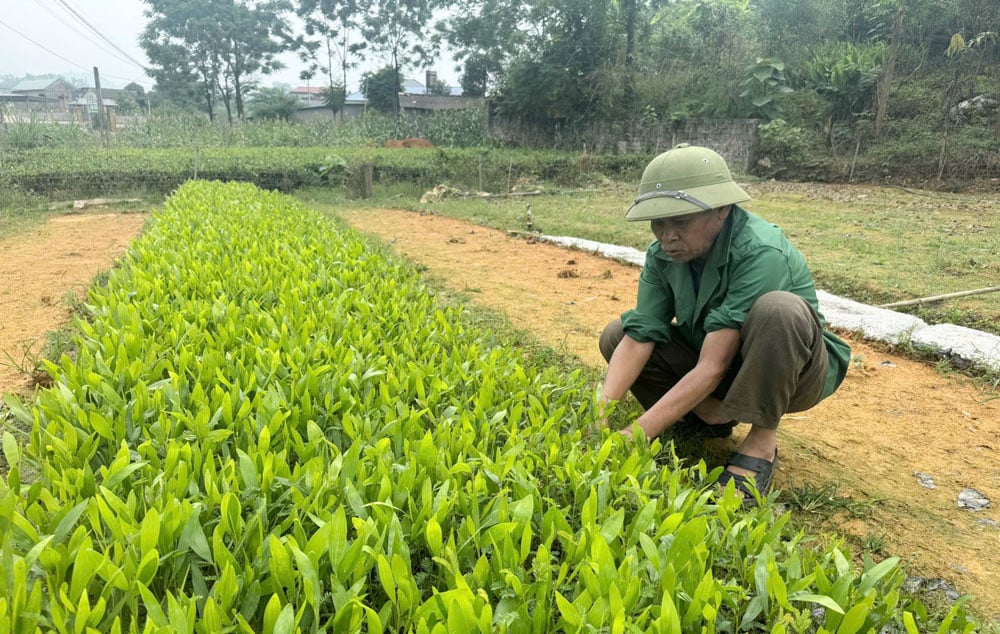 Năm 2024, các cơ sở trên địa bàn tỉnh Thái Nguyên sản xuất được hơn 32 triệu cây giống các loại, tăng 13,6% so với năm 2023.