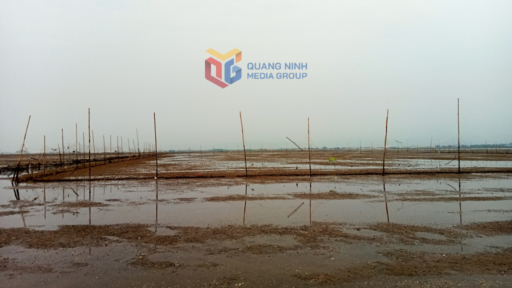 Planicie mareal en la comuna de Quang Minh, distrito de Hai Ha