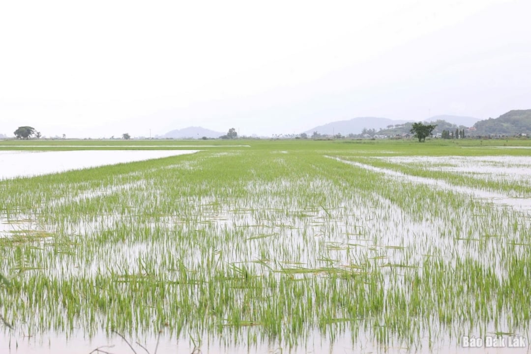 Đợt mưa lớn gây ngập lụt trên diện rộng gây ảnh hưởng nghiêm trọng đến sản xuất nông nghiệp trên địa bàn huyện Lắk ( Ảnh minh họa).