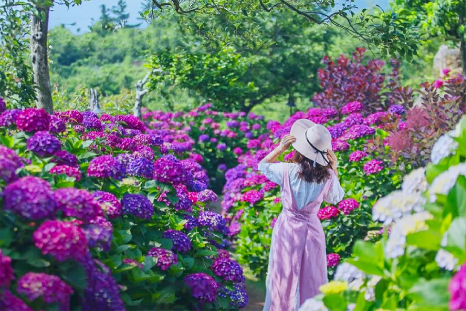 រដូវក្តៅនៅ Camellia Hill Jeju - ឋានសួគ៌ Hydrangea នៅកណ្តាលកោះគុជនៃប្រទេសកូរ៉េ