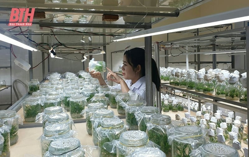 Applying technology to plant variety production