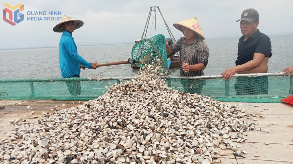 Los trabajadores de la Cooperativa de Acuicultura Thanh Van capturan almejas para cultivar en el área de Ba Chac, el mar que limita con la ciudad de Mong Cai y el distrito de Hai Ha.