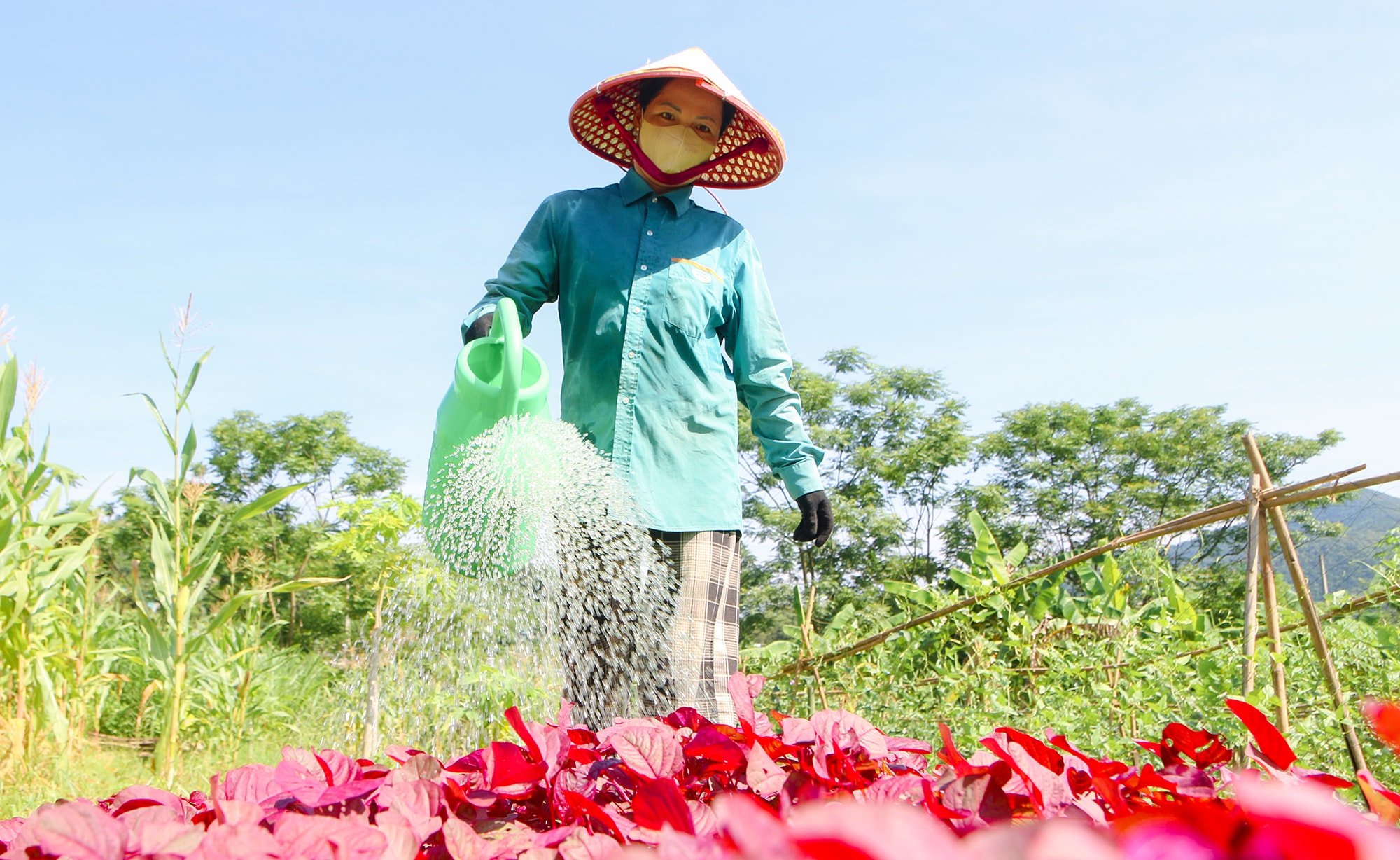 Nhiều hộ gia đình đã phải đầu tư béc phun sương để tưới cây, giúp tiết kiệm nước và giúp cây trồng sinh trưởng và phát triển tốt hơn. Ảnh: Đình Tuân Dưới cái nắng bỏng rát miền núi, người dân buộc phải tự trang bị cho mình những biện pháp chống nắng đội mũ rộng vành, trùm kín khăn, đeo khẩu trang dày, mặc áo chống nắng....