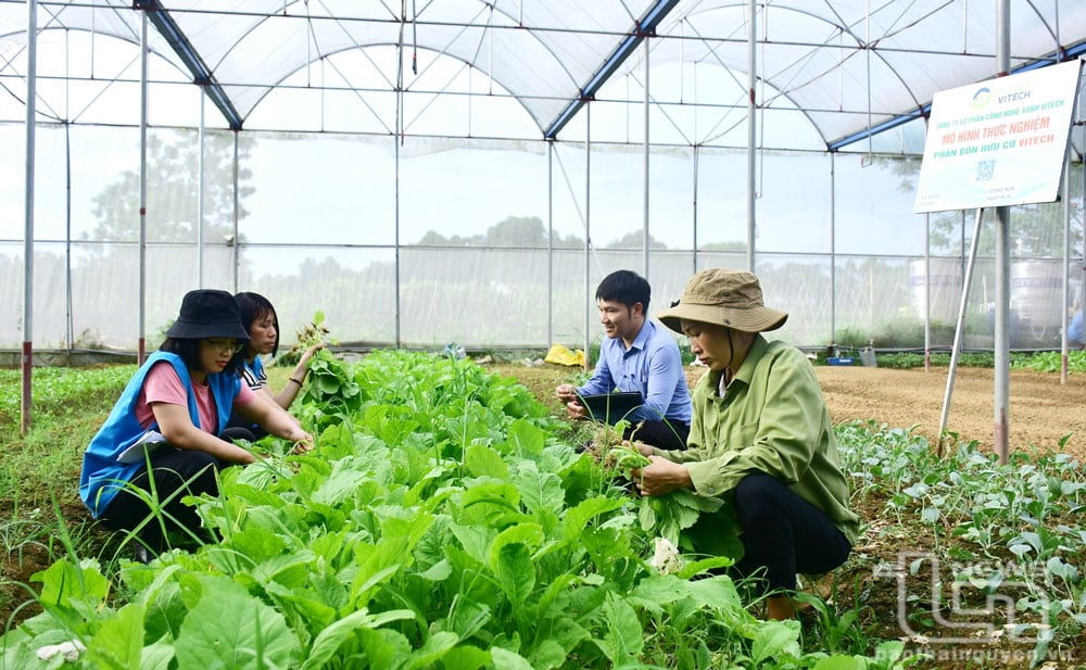 Khu trồng rau công nghệ cao của Hợp tác xã Bình Minh.