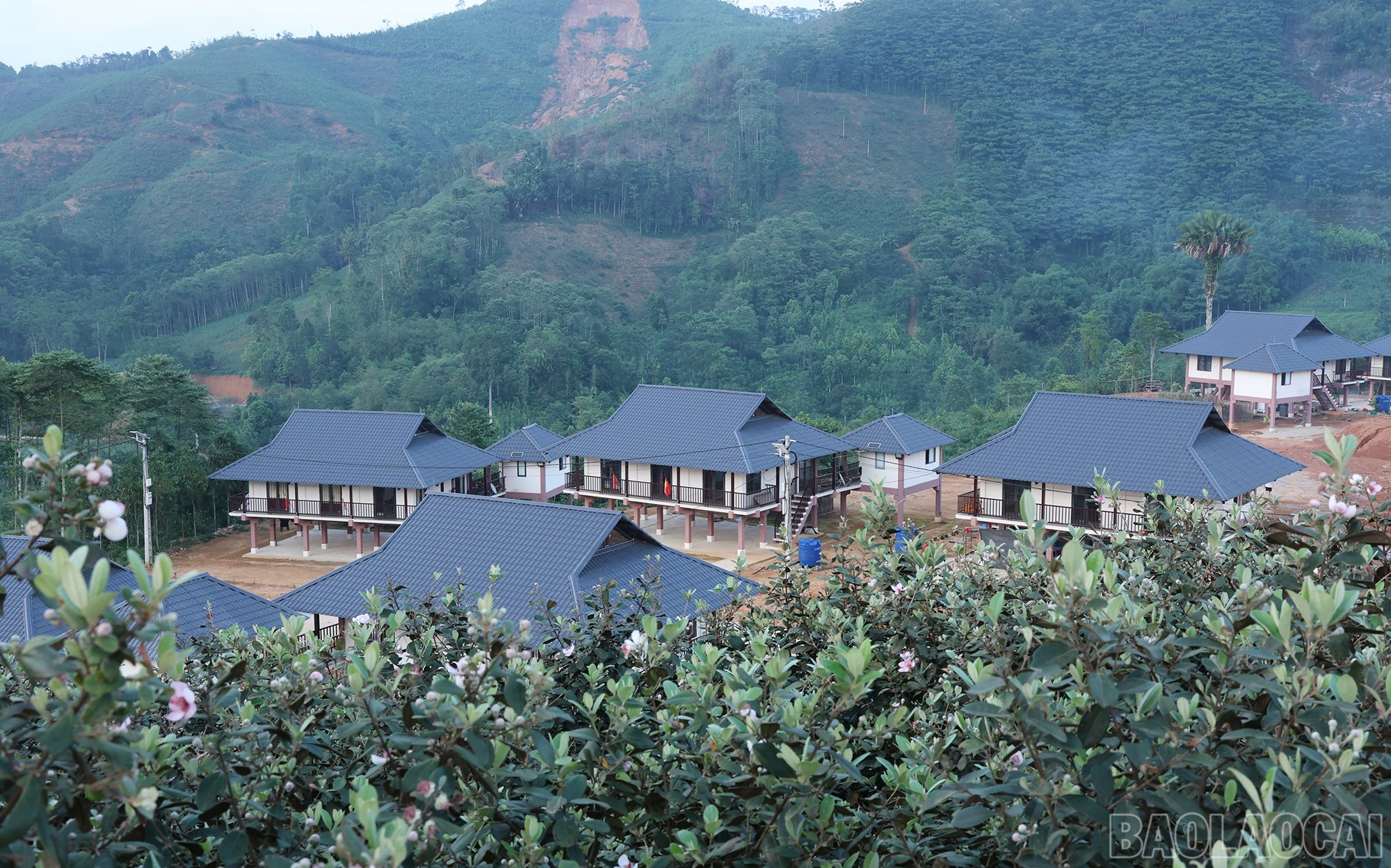 baolaocai-br_img-1594.jpg