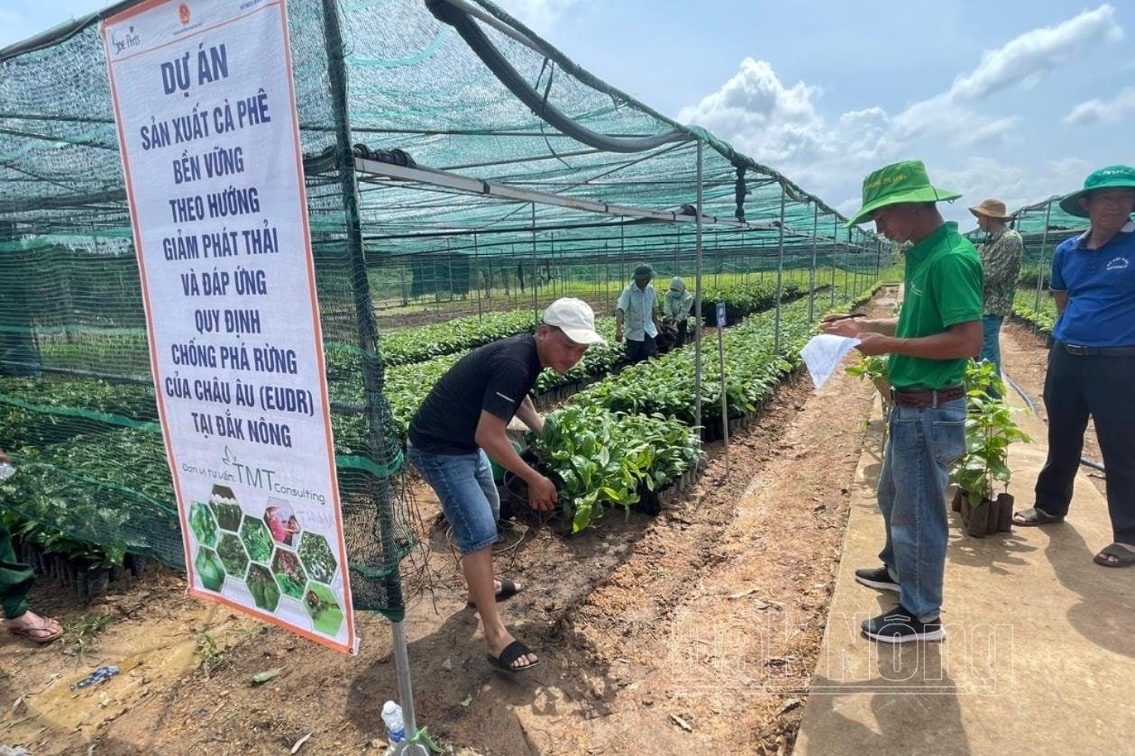 Dự án hỗ trợ giống cà phê cho người dân xã Đắk D'rô, huyện Krông Nô tái canh