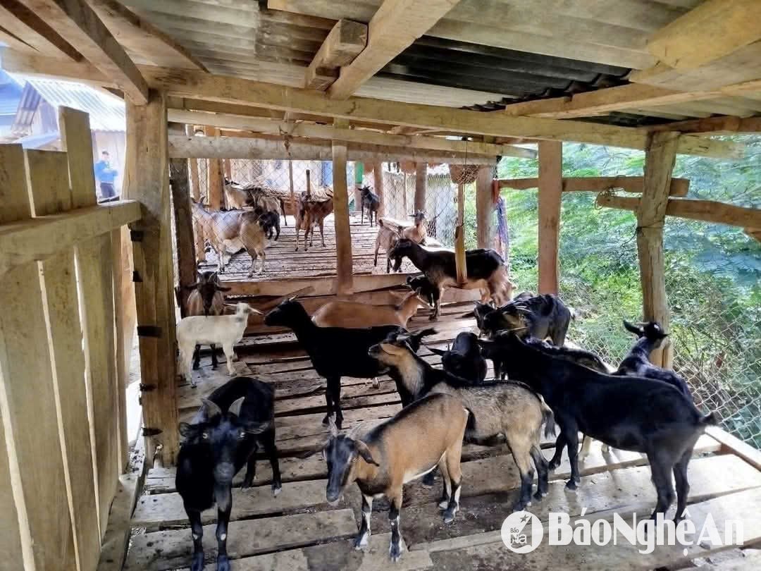Đàn dê của Moong Bá Nghĩa – chàng trai người Khơ Mú, xã Mường Ải (Kỳ Sơn).