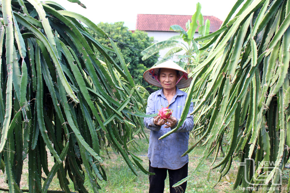 Từ nguồn vốn vay của Quỹ hỗ trợ nông dân, các hội viên trên địa bàn TP. Phổ Yên tập trung đầu tư phát triển trồng trọt, chăn nuôi nhằm nâng cao thu nhập, cải thiện đời sống.