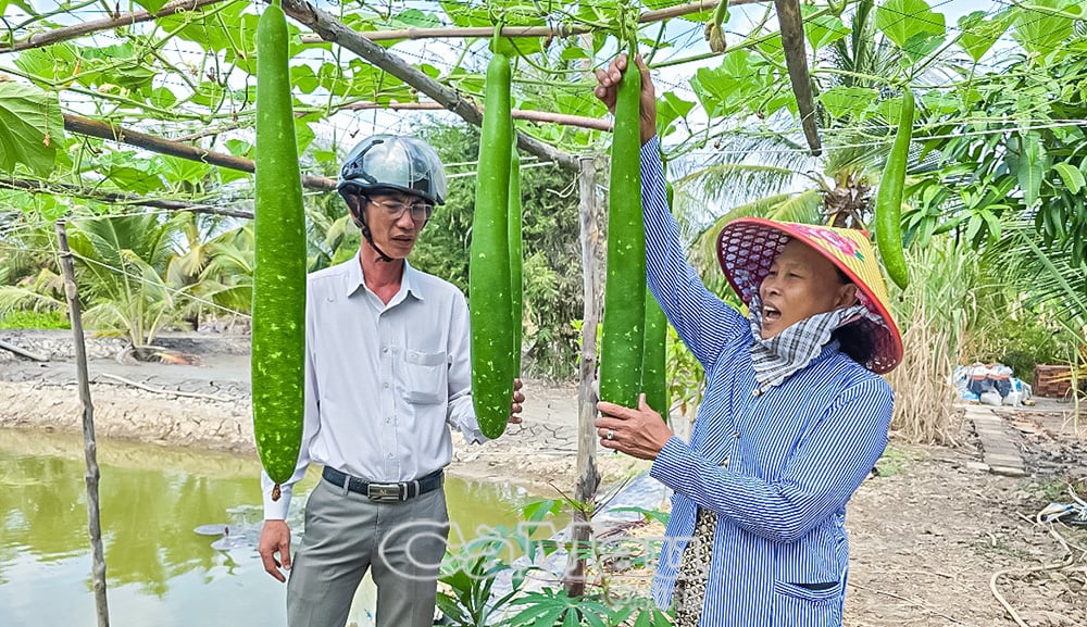 Nhiều hộ phụ nữ tích cực lao động sản xuất, đến nay, kinh tế ổn định, vươn lên thoát nghèo.