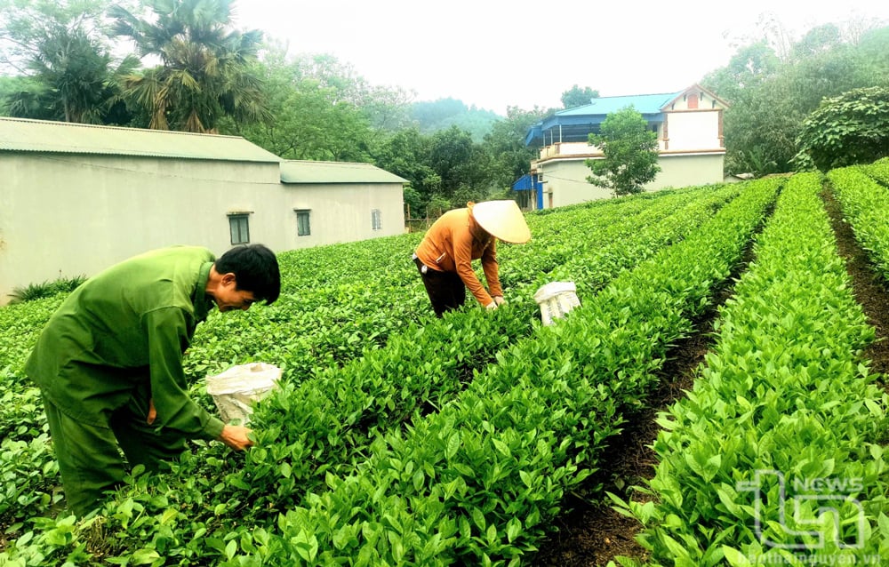 Làng nghề chè ở xã Minh Lập (Đồng Hỷ) áp dụng kỹ thuật thâm canh giống chè mới, cho thu nhập trên 140 triệu đồng/ha/năm.
