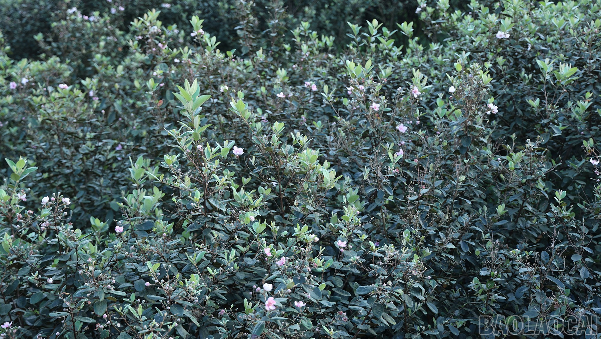 baolaocai-br_img-1514.jpg