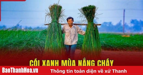 Groene zegge in het warme seizoen