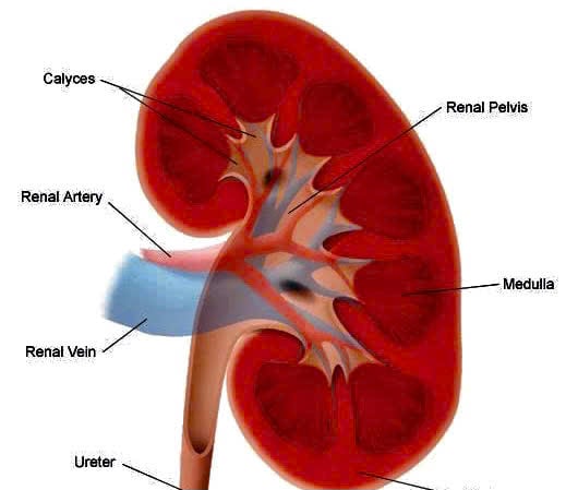 Bác sĩ chỉ ra 8 cách hay ngăn ngừa suy thận từ khi còn trẻ - Ảnh 1.