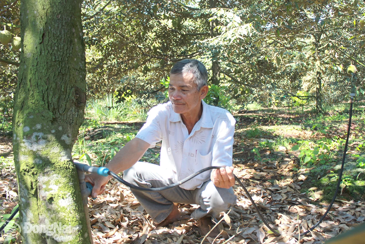 Nông dân Trần Văn Đức, Tổ trưởng
Tổ hợp tác Sầu riêng Chính Đức
(xã Sông Ray, huyện Cẩm Mỹ),
giới thiệu mô hình sáng kiến sầu riêng
3 gốc 1 ngọn cho năng suất cao.
Ảnh: BÌNH NGUYÊN