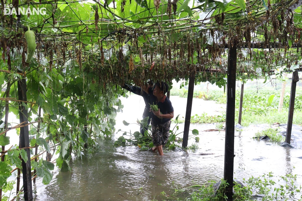 Người trồng rau, hoa màu ở vùng rau La Hường (quận Cẩm Lệ) tất bật thu hoạch để tránh thiệt hại. Ảnh: HOÀNG HIỆP