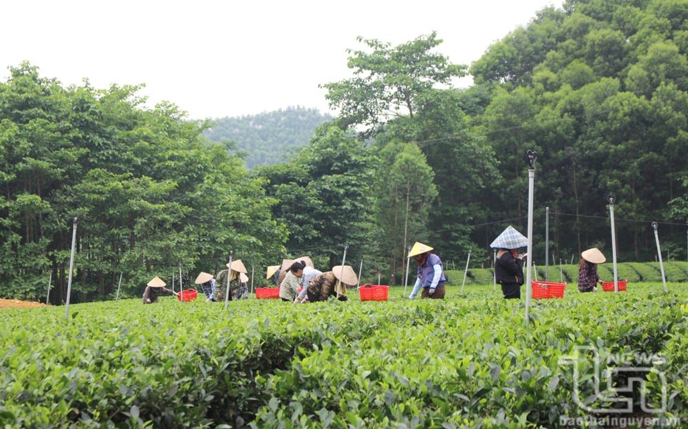 Huyện Đồng Hỷ hiện có gần 3.900ha chè, trong đó có trên 2.400ha sản xuất theo tiêu chuẩn VietGap, hữu cơ. Trong ảnh: Người dân xã Văn Hán thu hái chè.