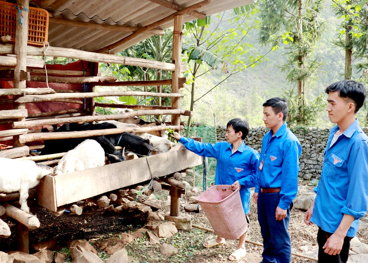 Thực hiện mô hình nuôi dê thương phẩm giúp nhiều đoàn viên xã Sủng Trà (Mèo Vạc) nâng cao thu nhập.