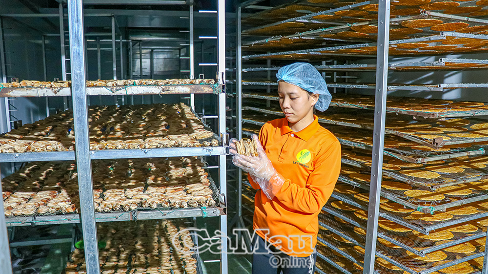 Với hệ thống máy sấy hiện đại, trung bình mỗi tháng, cơ sở của anh Trần Duy Thanh sản xuất khoảng 13 tấn sản phẩm chuối sấy dẻo, tương đương 52 tấn chuối tươi nguyên liệu.