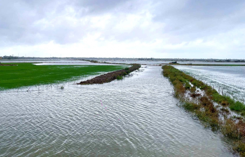 Starke Regenfälle in Hue mitten im Sommer, mehr als 12.000 Hektar Reisfelder stehen unter Wasser -0