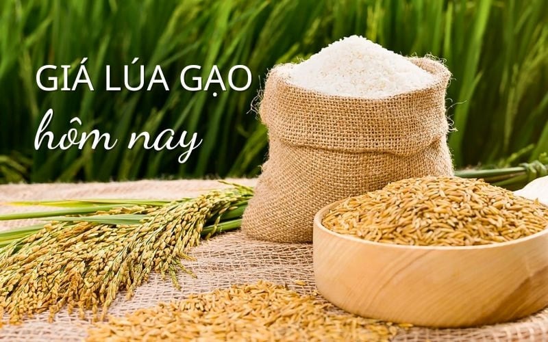 តម្លៃស្រូវចុងក្រោយថ្ងៃនេះ