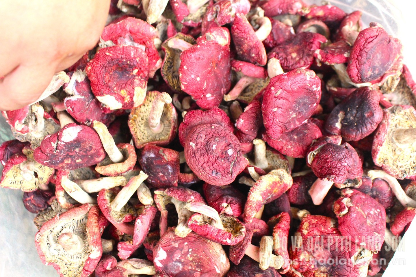 Red mushrooms (red mushrooms) after drying