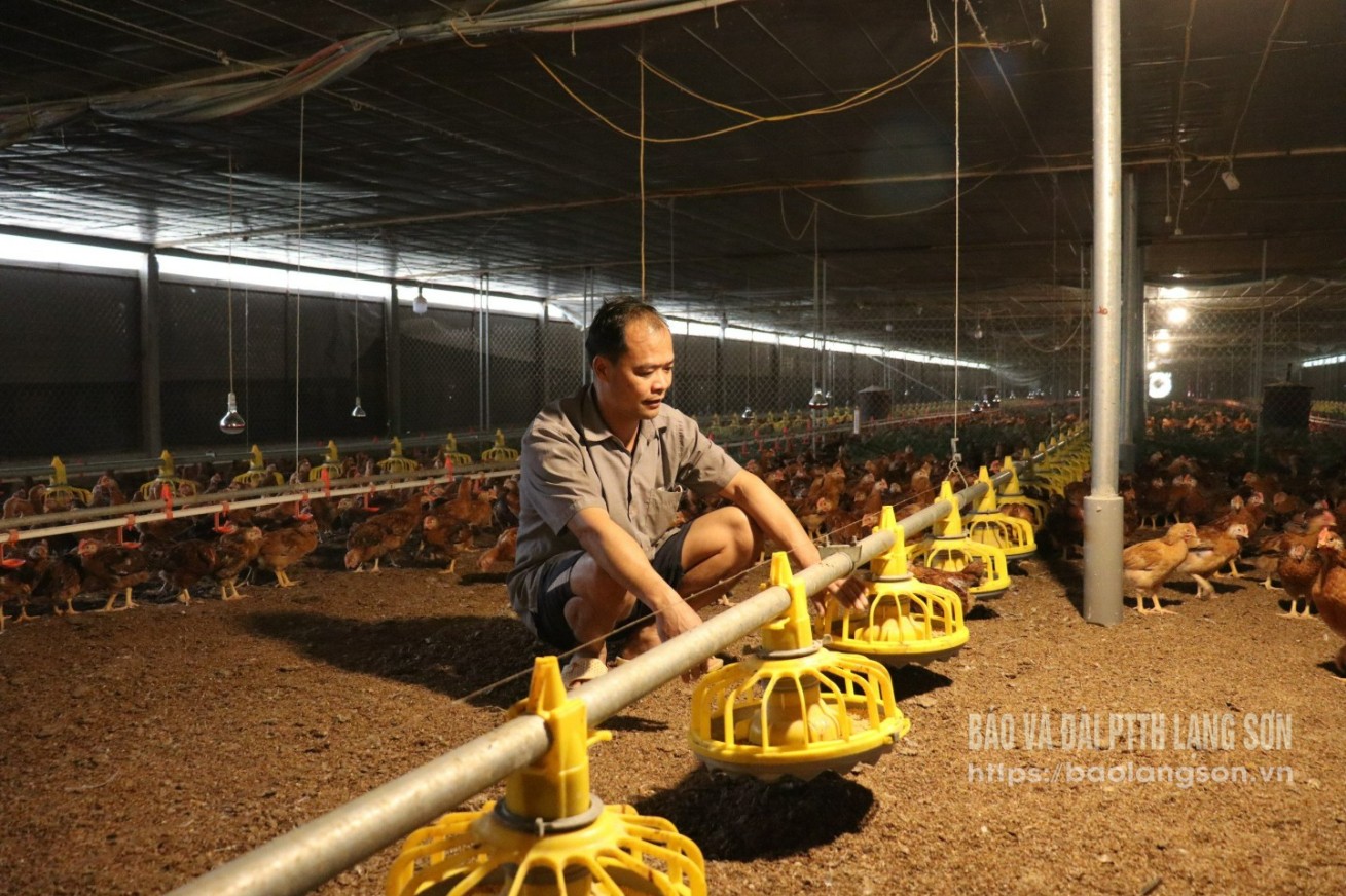 Long Dong commune residents develop chicken farming from loan capital according to Resolution 08 of the Provincial People's Council