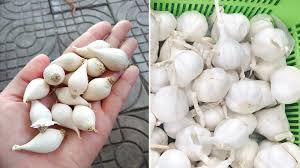 Mách bạn cách phi tỏi vàng ươm, giòn ngon, không lo bị đắng- Ảnh 2.