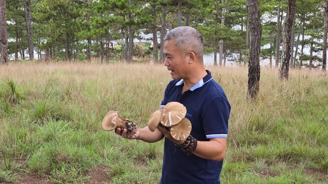 300 Lòai nấm rừng Đà Lạt: Cẩn thận nhầm ' lộc trời ' với ' nấm tử thần ' - Ảnh 5.