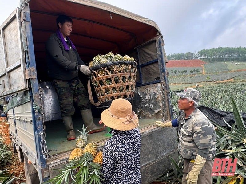 Niềm vui kép từ cây dứa
