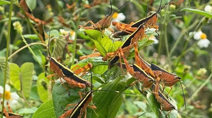 12 tỉnh phía Bắc được cảnh báo nạn châu chấu gây hại cây trồng -0