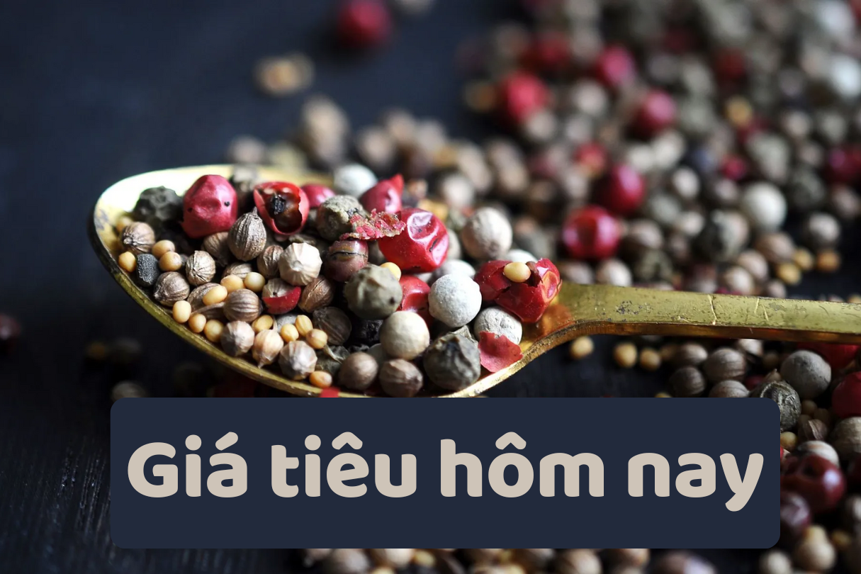 Giá tiêu hôm nay 13/6/2025: Nghỉ ngơi sau khi giảm sốc hôm qua