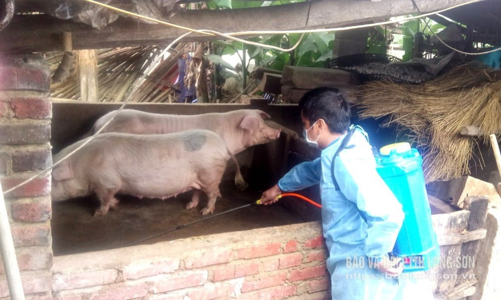 Cán bộ thú y của huyện Lộc Bình phun tiêu độc khử trùng khu vực chuồng trại chăn nuôi lợn